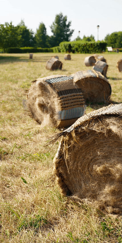 tumbleweed